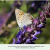 lycaena alciphron male 1